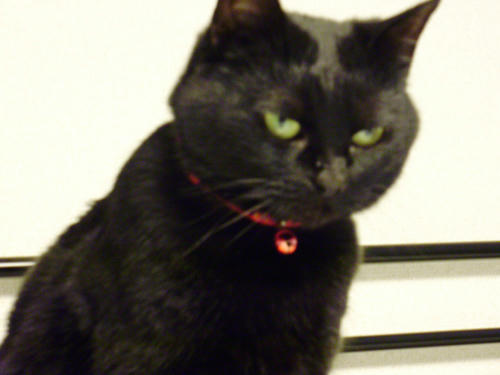 neko-284s.jpg