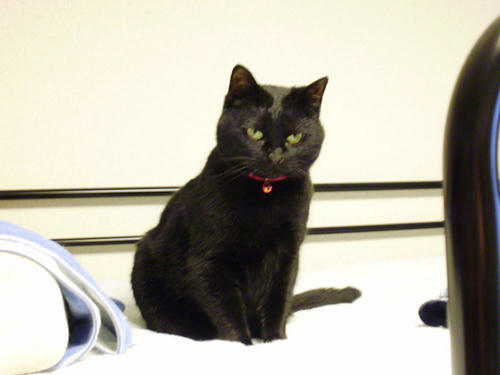 neko-287s.jpg