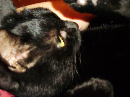 neko-288s.jpg