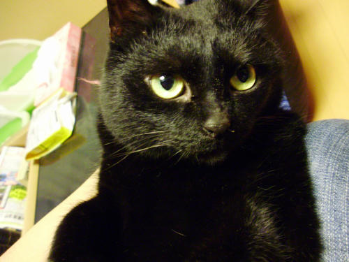 neko-293s.jpg
