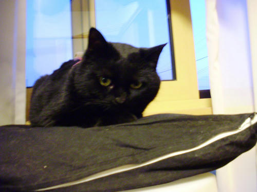 neko-297s.jpg