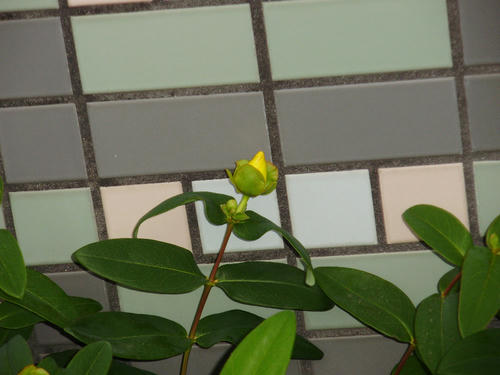 P6140001s.jpg