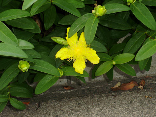P6140002s.jpg