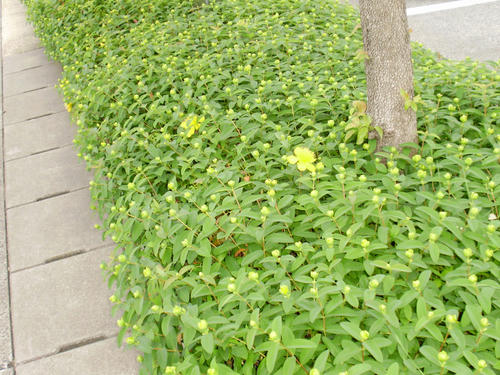 P6140008s.jpg
