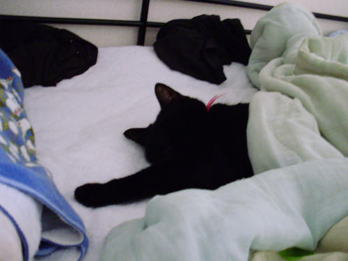neko-304s.jpg