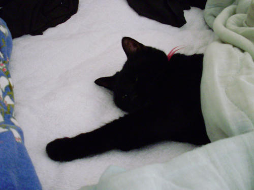 neko-305s.jpg