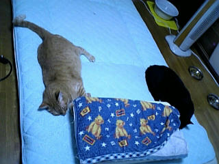neko-154.jpg