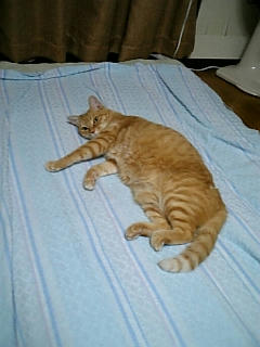 neko-152.jpg