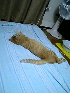 neko-153.jpg