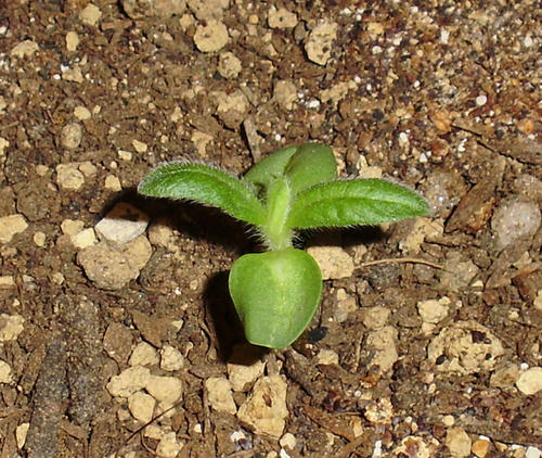 P5300010.JPG