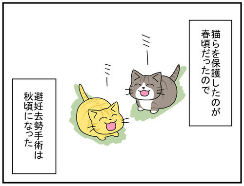 猫らのあしあと７３ 猫らのあしあと