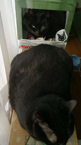 猫にサツマイモ 猫らのあしあと