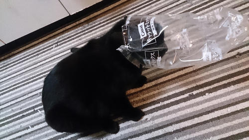 猫にサツマイモ 猫らのあしあと