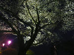 P1010045.JPG