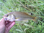 070629.21cm.JPG