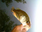 070815.27cm.1.JPG