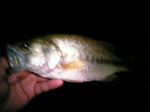 070819.25cm.JPG