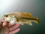 070819.23cm.JPG