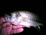 070826.20cm.JPG