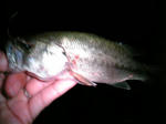 070826.21cm.JPG