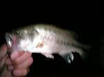 070826.23cm.JPG