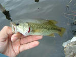 070830.17cm.JPG