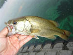 070908.26cm.JPG