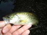 070926.16cm.JPG