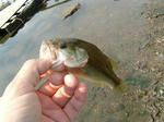070927.17cm.JPG