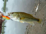 070929.17cm.JPG