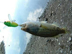 071005.16cm.JPG