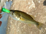 071005.17cm.JPG