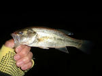 071124.21cm.JPG