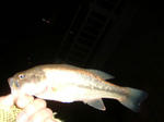 071201.22cm.JPG