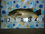 080713.46.1450.ggd2.JPG