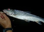 080924.32.nigoi1.JPG