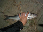 080924.43.nigoi.JPG