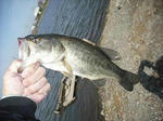 090403.33.syna.JPG