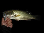 090520.31.syn.JPG