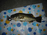 090626.40a.ggd.JPG