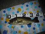 090626.40b.ggd.JPG