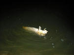 090901.koi.jpg