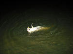 090901.koi1.JPG