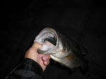 090904.43.1650.ggd1.JPG