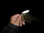 091001.25a.syn.JPG