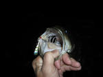 091031.36.syn2.JPG