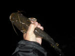 100508.38.syn.JPG