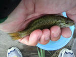 100813.12.syn.JPG