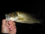 101028.26.syn.JPG
