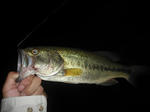 110704.34.syn1.JPG
